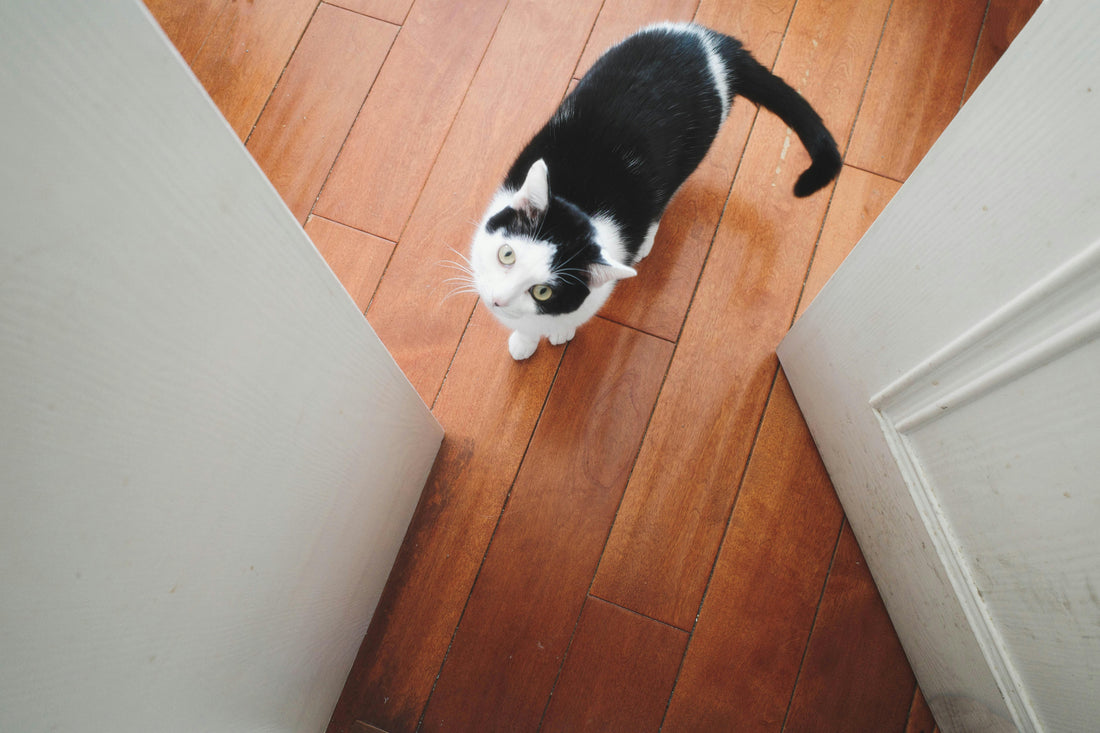 How to Lay LVT Flooring: A Step-by-Step Guide